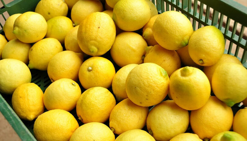 Limones alcanzan su valor más bajo de los últimos 10 años