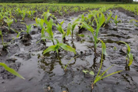 Precipitaciones afectan alrededor del 60% de la cosecha de frutas de la zona central