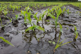 Precipitaciones afectan alrededor del 60% de la cosecha de frutas de la zona central