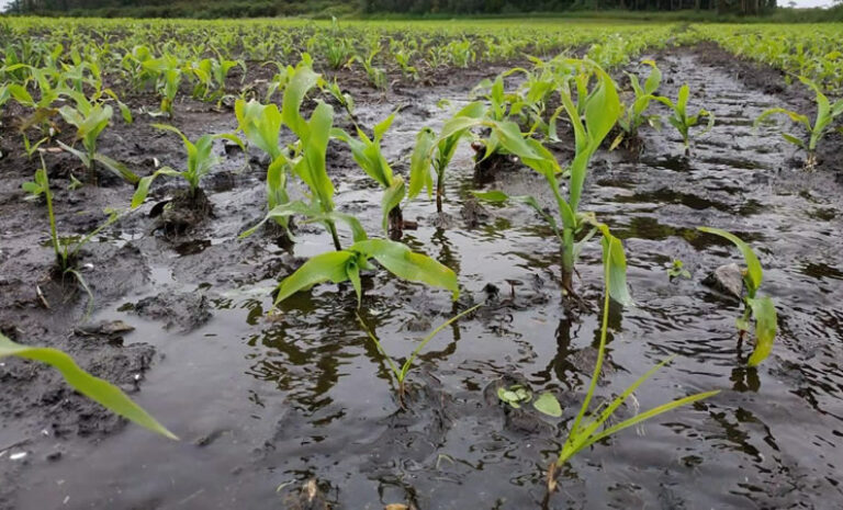 Precipitaciones afectan alrededor del 60% de la cosecha de frutas de la zona central
