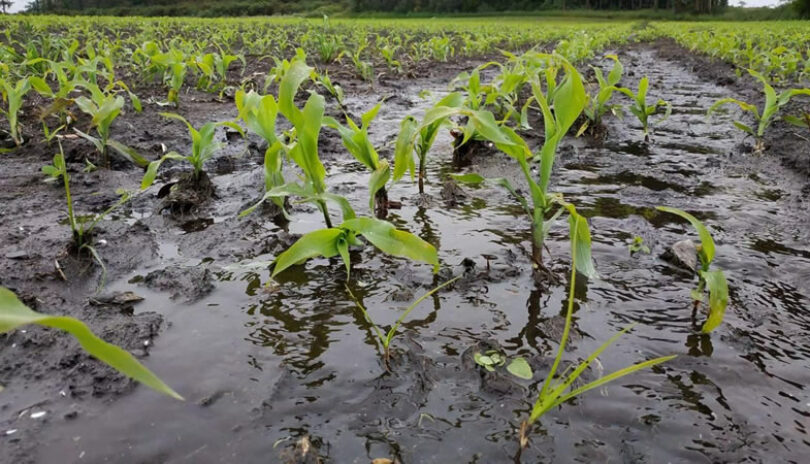 Precipitaciones afectan alrededor del 60% de la cosecha de frutas de la zona central