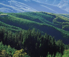 Arauco acuerda venta de activos forestales en Valdivia por más de US$216 millones