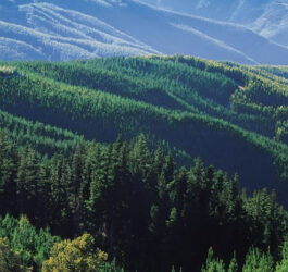 Arauco acuerda venta de activos forestales en Valdivia por más de US$216 millones