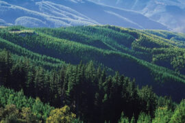 Arauco acuerda venta de activos forestales en Valdivia por más de US$216 millones