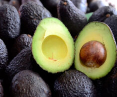 Producción de palta chilena apunta a su mejor temporada en 17 años