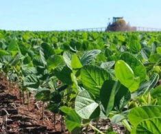 Lluvias y granizadas retrasan cosechas y elevan costos de producción agrícola en Chile
