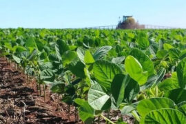 Lluvias y granizadas retrasan cosechas y elevan costos de producción agrícola en Chile