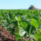 Lluvias y granizadas retrasan cosechas y elevan costos de producción agrícola en Chile